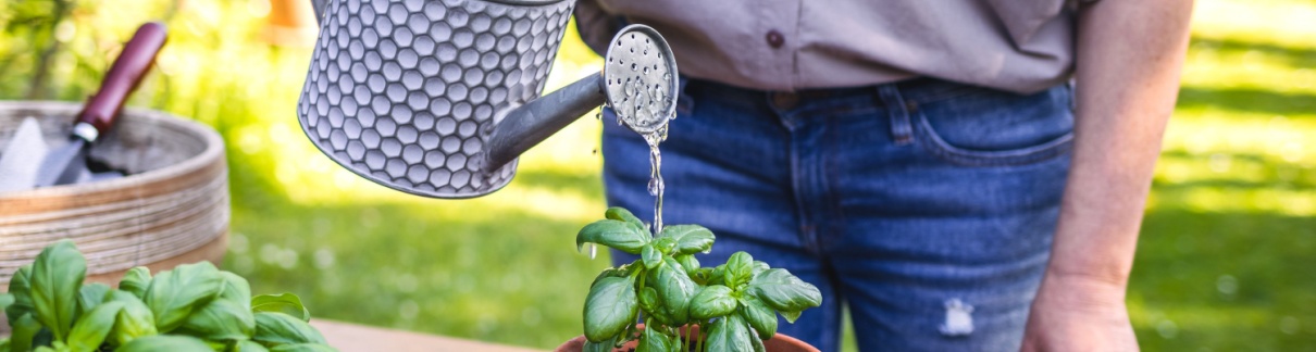 A man watering plants.